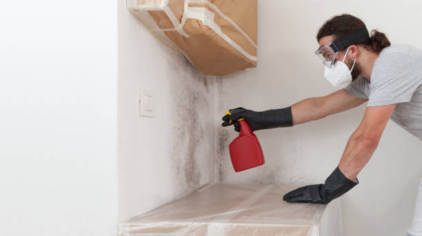 Professional Basement Mold Removal technician working in Saint Bonifacius, MN